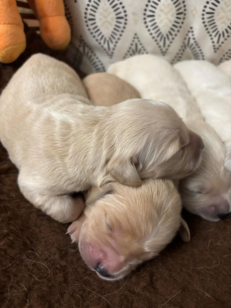 De La Légende d'Arduinna - De magnifiques chiots de Romy et Ruby 