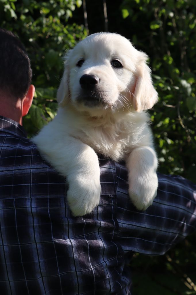 De La Légende d'Arduinna - Chiot disponible  - Golden Retriever