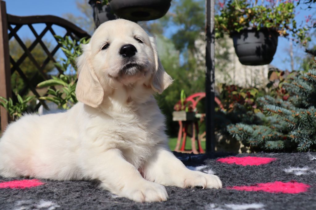 De La Légende d'Arduinna - Chiot disponible  - Golden Retriever