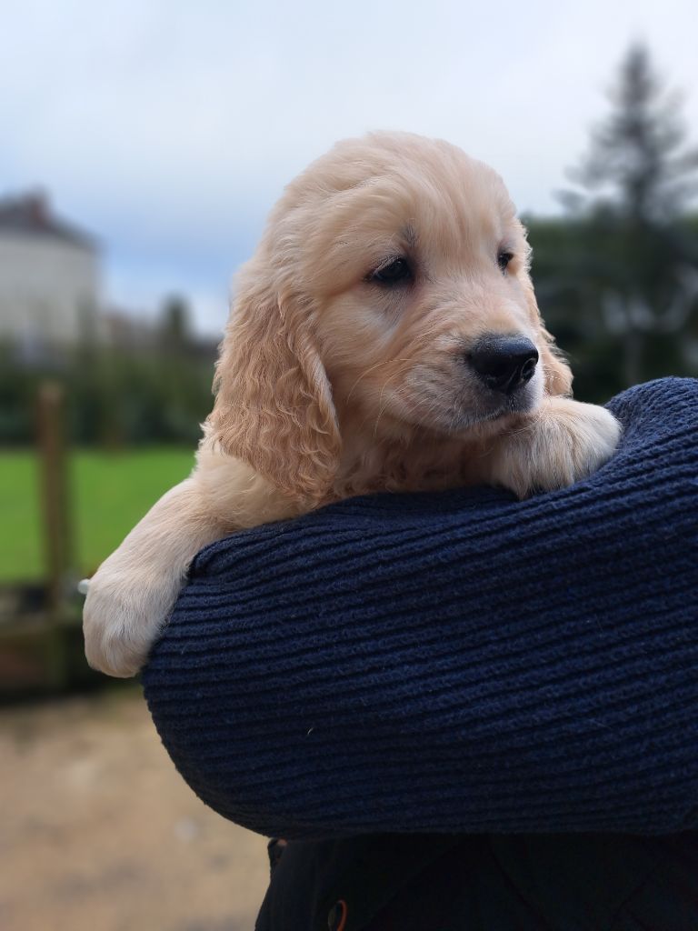 De La Légende d'Arduinna - Chiot disponible  - Golden Retriever