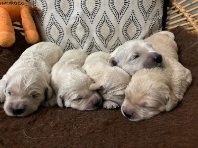 De La Légende d'Arduinna - Golden Retriever - Portée née le 08/11/2024