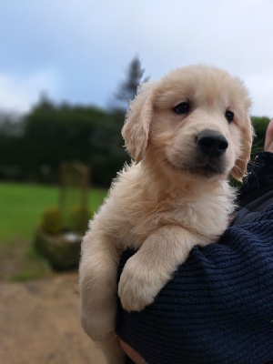 De La Légende d'Arduinna - Golden Retriever - Portée née le 08/11/2024