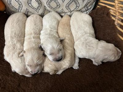 CHIOT 5