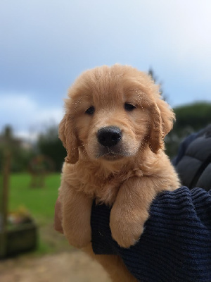 De La Légende d'Arduinna - Golden Retriever - Portée née le 09/11/2024