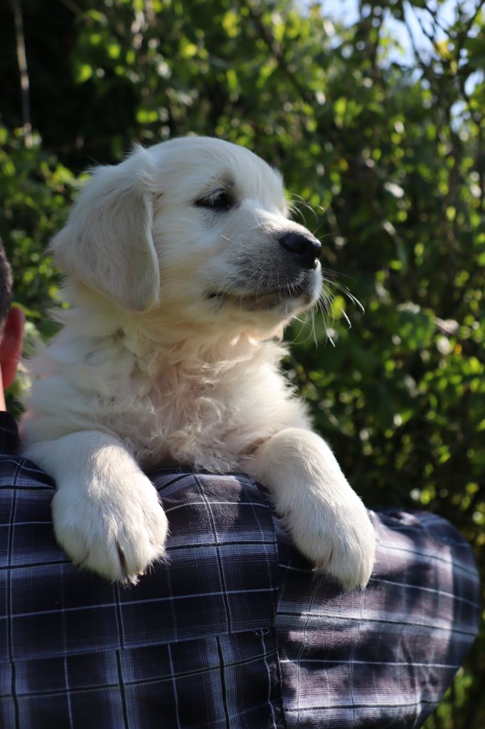 De La Légende d'Arduinna - Chiot disponible  - Golden Retriever