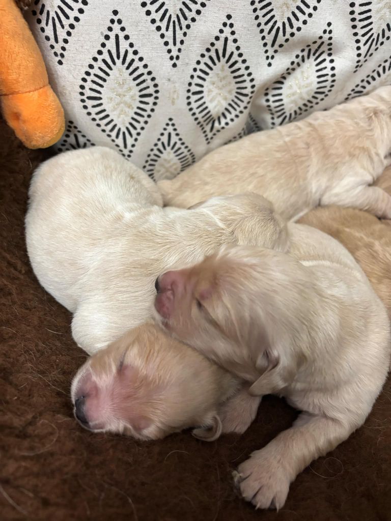 De La Légende d'Arduinna - Chiot disponible  - Golden Retriever