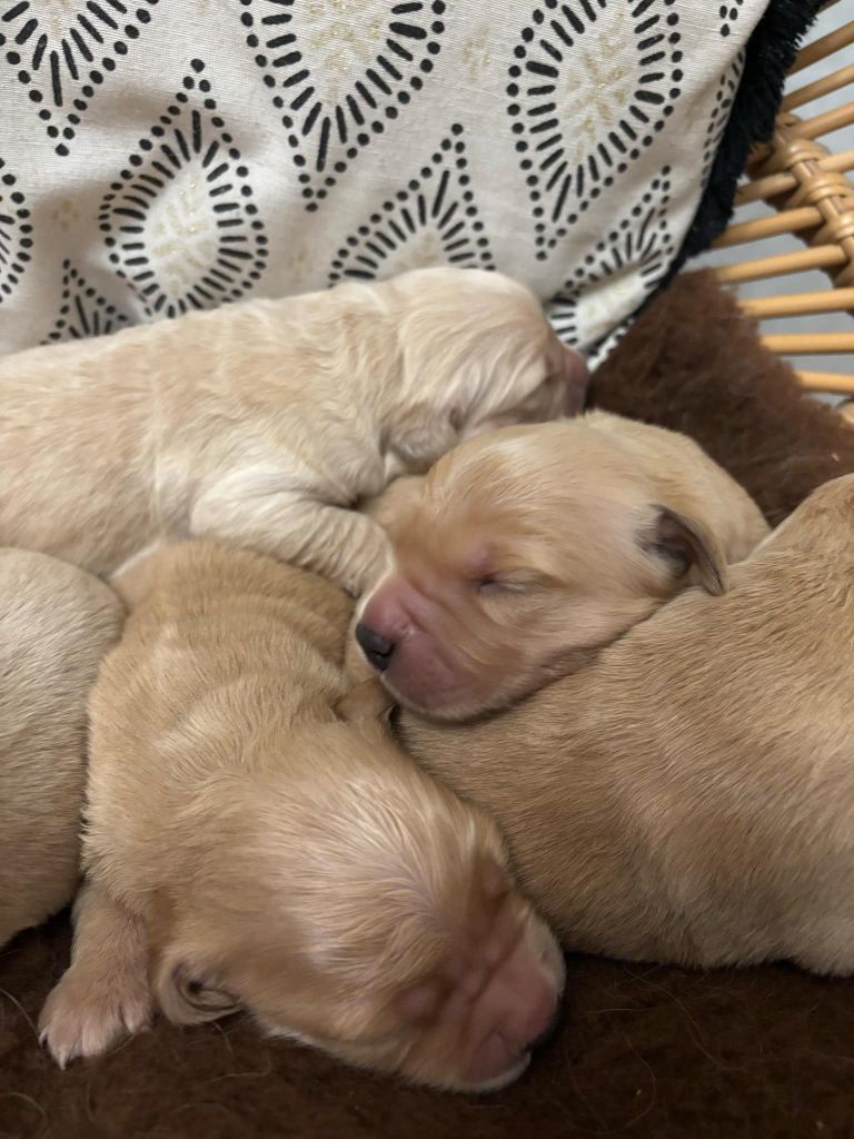 De La Légende d'Arduinna - Chiot disponible  - Golden Retriever