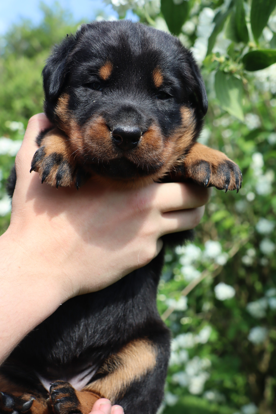 De La Légende d'Arduinna - Chiots disponibles - Berger de Beauce