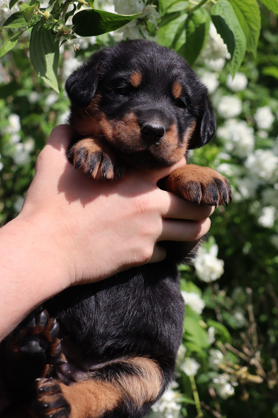 De La Légende d'Arduinna - Chiots disponibles - Berger de Beauce