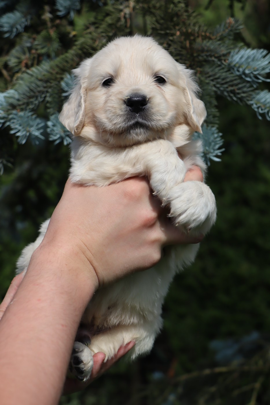 De La Légende d'Arduinna - Chiots disponibles - Golden Retriever