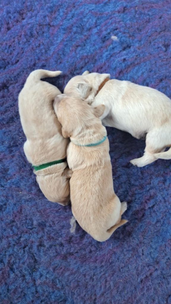 De La Légende d'Arduinna - Chiots disponibles - Golden Retriever