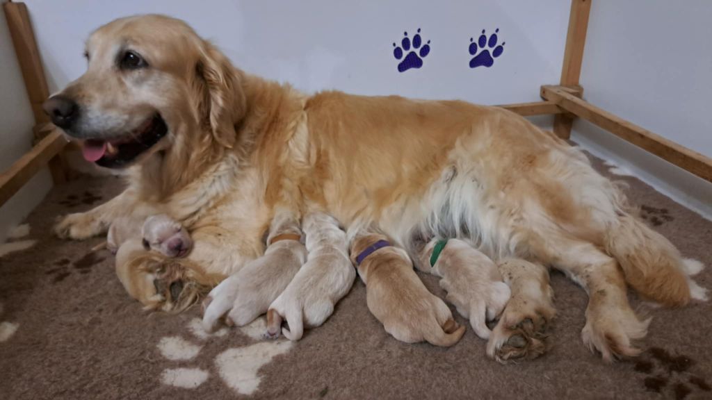 Chiot Golden Retriever De La Légende d'Arduinna