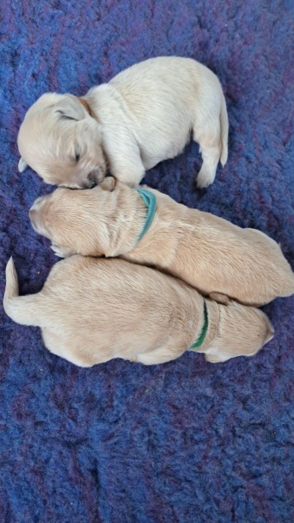 De La Légende d'Arduinna - Chiots disponibles - Golden Retriever