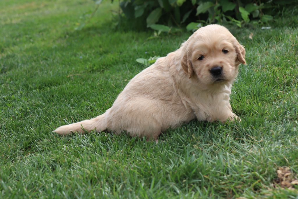 De La Légende d'Arduinna - Golden Retriever - Portée née le 04/08/2025