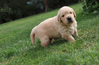 CHIOT 2