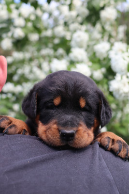 Chiot N°1