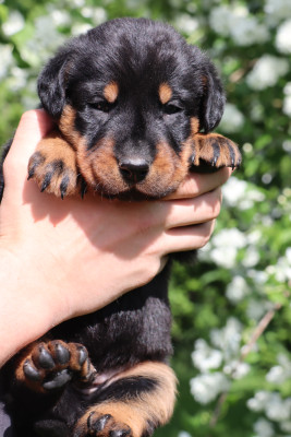 Chiot N°2