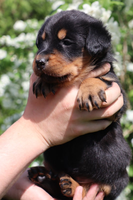 Chiot N°3