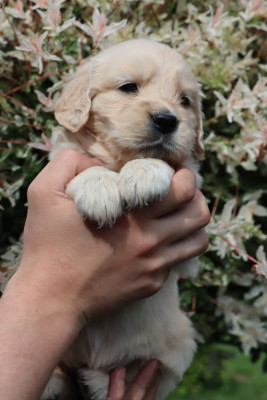 Chiot N°10