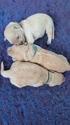 CHIOT 2