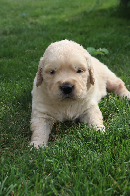 CHIOT 1